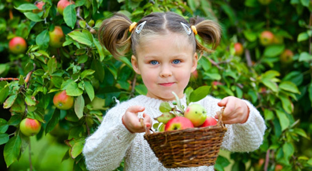 Foto på flicka som håller en korg med äpplen.