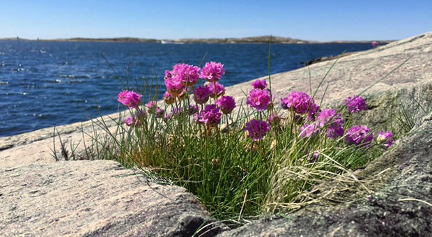 Klippor och rosa blommor med havet i bakgrunden.