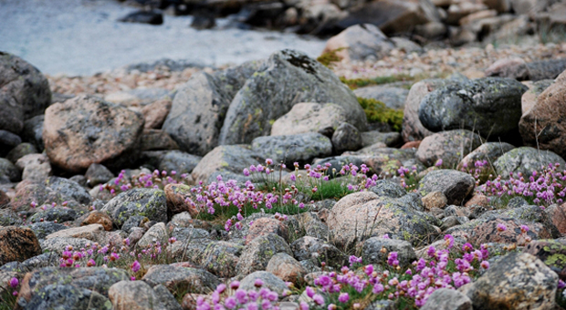 Stenig strand med lila blommor.