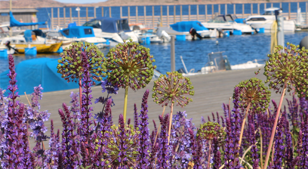 Lila blommor i Norra Hamnen i Lysekil