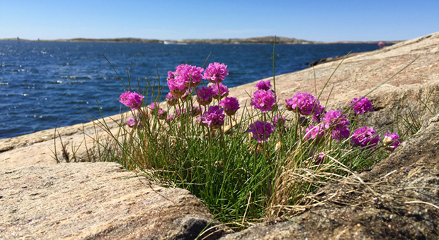 Rosa granitklippor och rosa blommor med havet i bakgrunden.