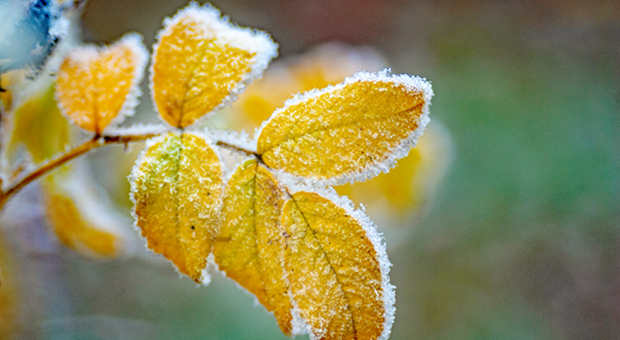 Foto på gult höstlöv med frost.