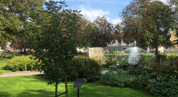 Foto på önsketrädet i Lysekils stadspark.