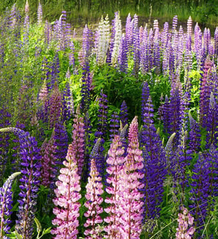 blomsterlupin